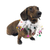 Midlee Birthday Cake Decorative Dog Collar - COM-ML-1970