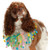 Midlee Easter Egg Decorative Dog Collar - ML-1373