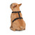Zack & Zoey Butterfly Glow Harness Costume for Dogs, Medium