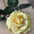 27" Yellow Colored Long Stem Rose Artificial Floral Craft Pick