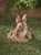 6.25" Brown and White Curious Bunny Outdoor Garden Decor