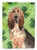Caroline's Treasures CK1813GF Shamrocks Bloodhound Flag Garden Size , Small, multicolor