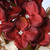 Hydrangea Artificial Thanksgiving Wreath - 24-Inch, Unlit