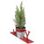 Potted Faux Pine in Metal "JOY" Planter Christmas Decoration - 10" - Red