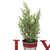 Potted Faux Pine in Metal "JOY" Planter Christmas Decoration - 10" - Red
