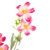 27.5" Pink Baby Cosmos Artificial Silk Floral Spray