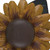 Park Designs Sunflower Napkin Ring Set of 4
