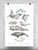 Ocean Life Animals Poster -Image by Shutterstock