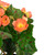 11" Coral Pink Potted Silk Begonia Spring Artificial Floral Arrangement
