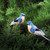 Bluebird Birds Clip Christmas Xmas Ornament A/2