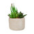 Set of 3 Gray and Green Succulent Plants in Contemporary Pots 7"