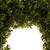 Boxwood Artificial Christmas Wreath - 18-Inch, Unlit