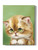 Ashamed Cat Wrapped Canvas -Kayomi Harai Designs