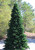 Commercial Pre-Lit Olympia Pine Artificial Tower Christmas Tree - 24' -  Warm White LED Lights