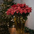Artificial Christmas Poinsettia with Wrapped Base - 28" - Pink