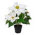14.5" White and Brown Artificial Christmas Poinsettia Flower Plant with Pot