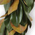 72" Green Contemporary Artificial Magnolia Leaf Christmas Garland