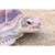 20" Brown and Beige Large Sea Turtle Outdoor Figurine Statue