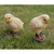 Set of 2 Baby Chicks Outdoor Garden Figurine 4.50"
