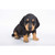 7.5" Black and Brown Dachshund Puppy Statue