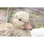 4.5" Beige and Brown Baby Duck Outdoor Garden Figurine