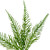 15" Green Australian Fern Artificial Floral Spray