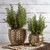 10" Rustic Gold Unique Round Metal Small Planter