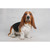 21" White and Brown Large Basset Hound Outdoor Statue