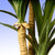 14" Yucca Plant