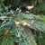 3' x 29" Pre-Lit Ashcroft Cashmere Pine Full Artificial Christmas Tree - Clear AlwaysLit Lights