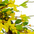Forsythia and Leaves Artificial Spring Floral Wreath, Yellow - 20-Inch