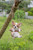 5.5" Tan Brown and White Hanging Chihuahua Puppy Outdoor Figurine