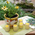 Set of 12 Yellow Citronella Scented Votive Candles with 12 Frosted Glass Holders 2.5”