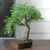 18” Green Mini Bonsai Artificial Tree in a Brown Pot