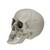 Pack of 6 Skull Head Halloween Decorations 3.5"