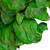 20" Lush Green Preserved Leaf Spring Garden Wreath - Unlit
