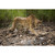 50.5" Brown and Beige Prowling Cheetah Outdoor Garden Statue