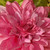 70” Floral Artificial Garland with Hydrangea, Rose and Dahlia