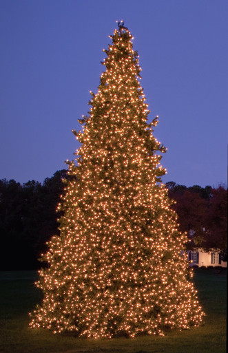 3' x 20 Olympia Pine Prelit Commercial LED Teardrop Christmas Greener