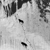 WOLF PACK - poster - 3 sizes - FREE SHIPPING 