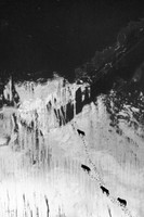 WOLF PACK - Canvas Print - 2 sizes - FREE SHIPPING 