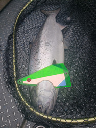 Early Spring Chinook Lower Columbia River Early Spring Chinook Lower Columbia River