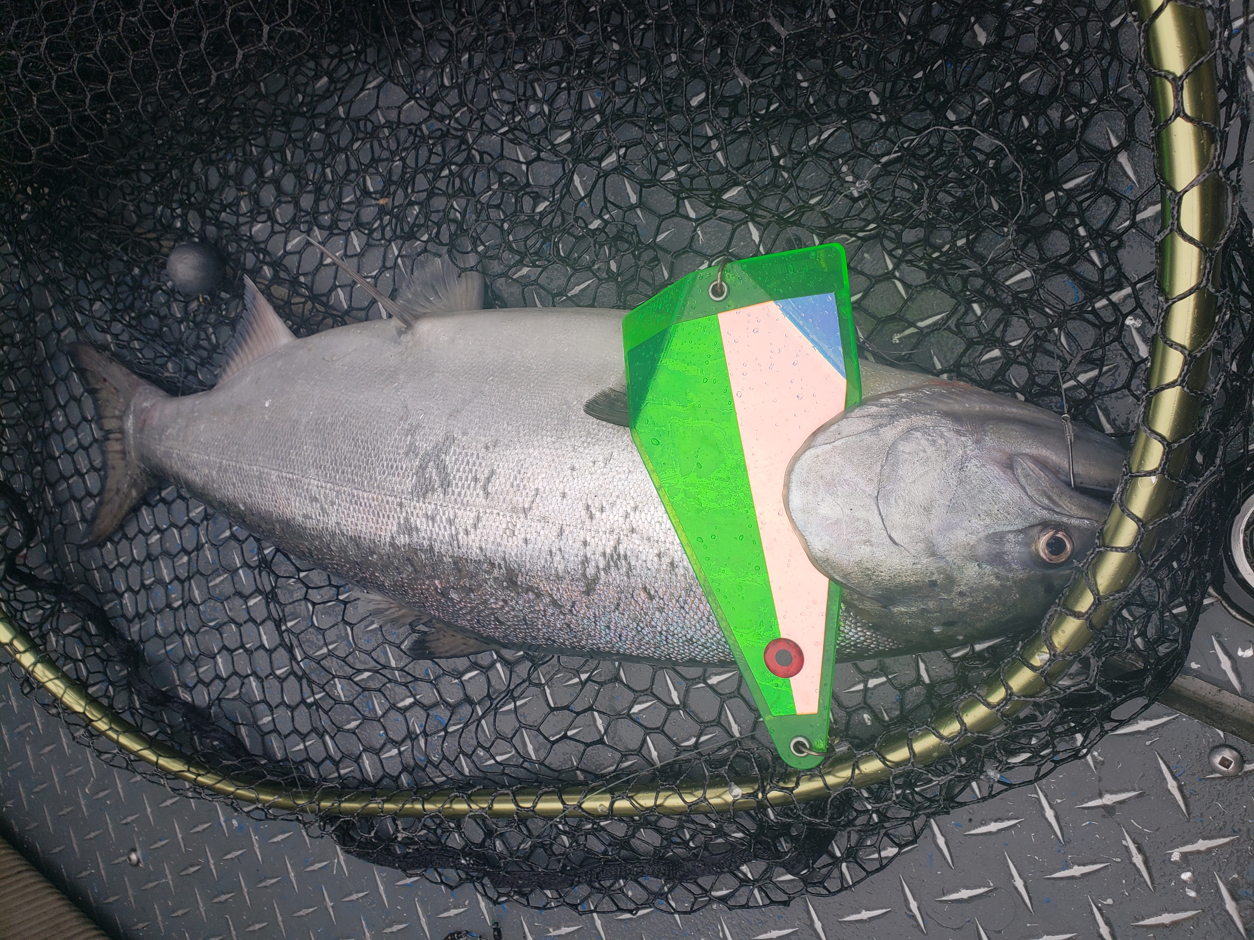 Using Superbait Cutplug to catch Spring Chinook salmon. 