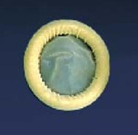 Ultrasound Probe Cover Ultra Cover™ 2 X 7-1/10 Inch Latex NonSterile For use with Ultrasound Probe  (1200/CS)