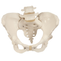 Pelvis Models (124592)