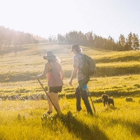 Walking Stick Brazos™ Free Form Wood 41 Inch Height Hickory (M-1237873)