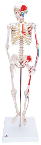 Full Body Skeleton Models (124508)