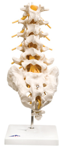 Spine Models (124541)