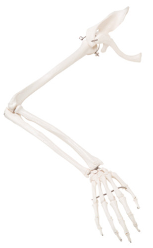 Loose Bone Models (124583R)