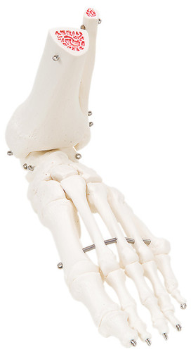Loose Bone Models (124585L)